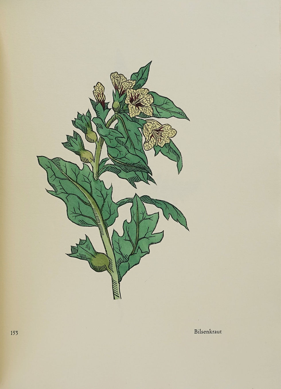 Koch, Rudolf. Das Blumenbuch. Zeichnungen von Rudolf Koch 6.jpg