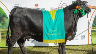ExpoBrangus conhece os grandes campeões de argola