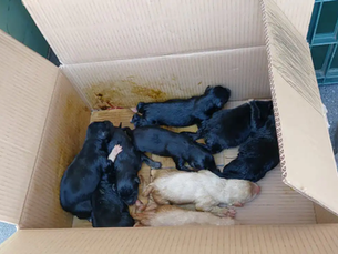 Filhotes abandonados são resgatados no Barracão em Bento