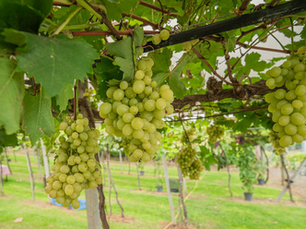Cooperativa Vinícola Garibaldi reforça orientações a produtores diante da possibilidade de Super El Niño