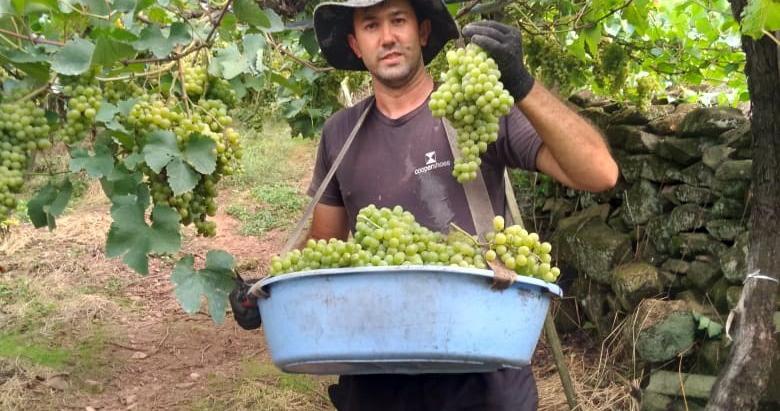 Valorização do produtor na Cooperativa VinÃcola Garibaldi começa desde cedo