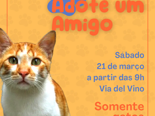 Bento Pet: campanha de adoção de gatos será realizada neste sábado