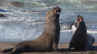 Elefante-marinho volta a ser avistado no litoral alagoano