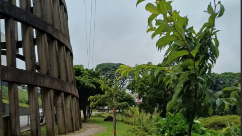 Vandalismo é registrado em árvores na entrada de Bento 