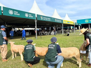 Ovinos ganham pista e novas gerações na Expointer 2026