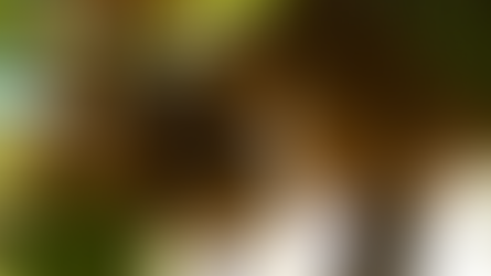 Farroupilha celebra abertura oficial da colheita do kiwi em 2026 com expectativa de crescimento de 40%