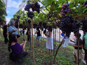 Parreiral encanta visitantes nos Pavilhões da Festa da Uva Setor Técnico da Secretaria da Agricultura é responsável pelo manejo e cuidados com as videiras.
