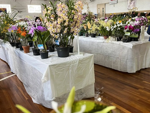 Garibaldi recebe a 41ª Exposição de Orquídeas nos dias 17 e 18 de outubro