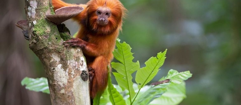 TV Brasil apresenta maratona de série sobre animais em extinção