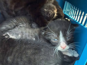 Mulher é presa em flagrante por maus-tratos a gatos em Caxias do Sul