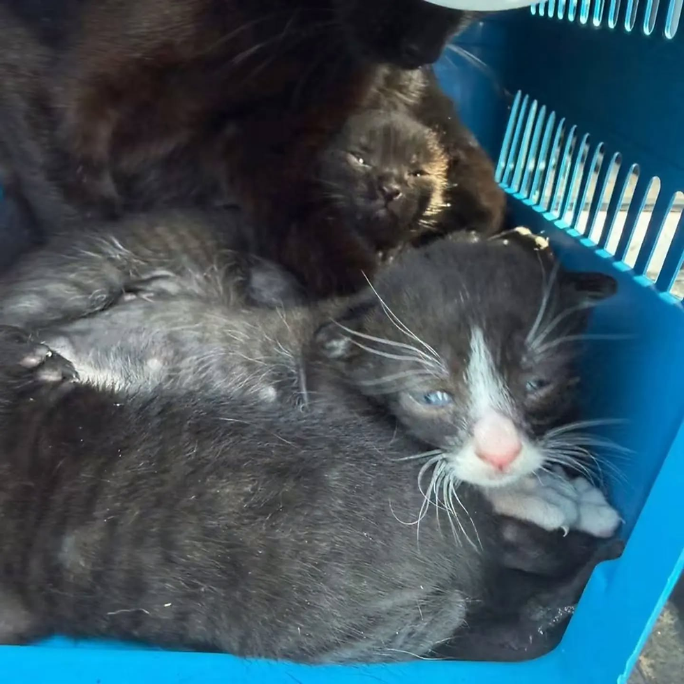 Mulher é presa em flagrante por maus-tratos a gatos em Caxias do Sul