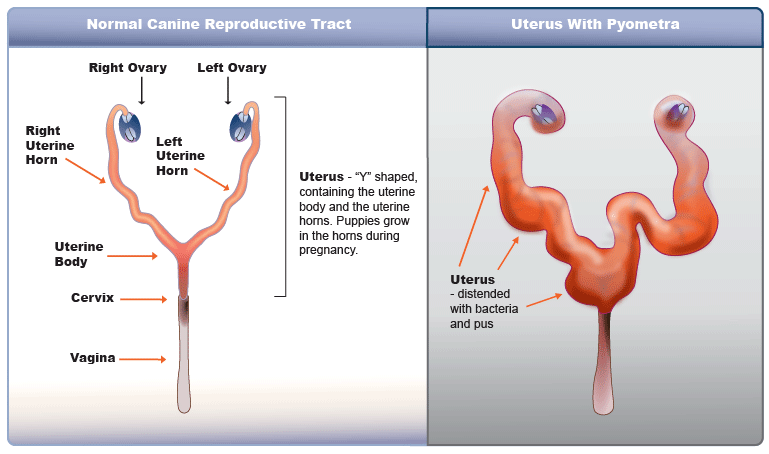 Spotlight on: Pyometra Spotlight on: Pyometra
