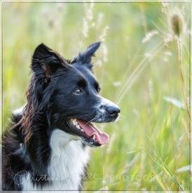 _Z1A0934-Bearbeitet-SharpenAI-Focus-Bearbeitet.jpg