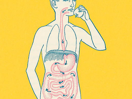 The 6 Stages of Digestion