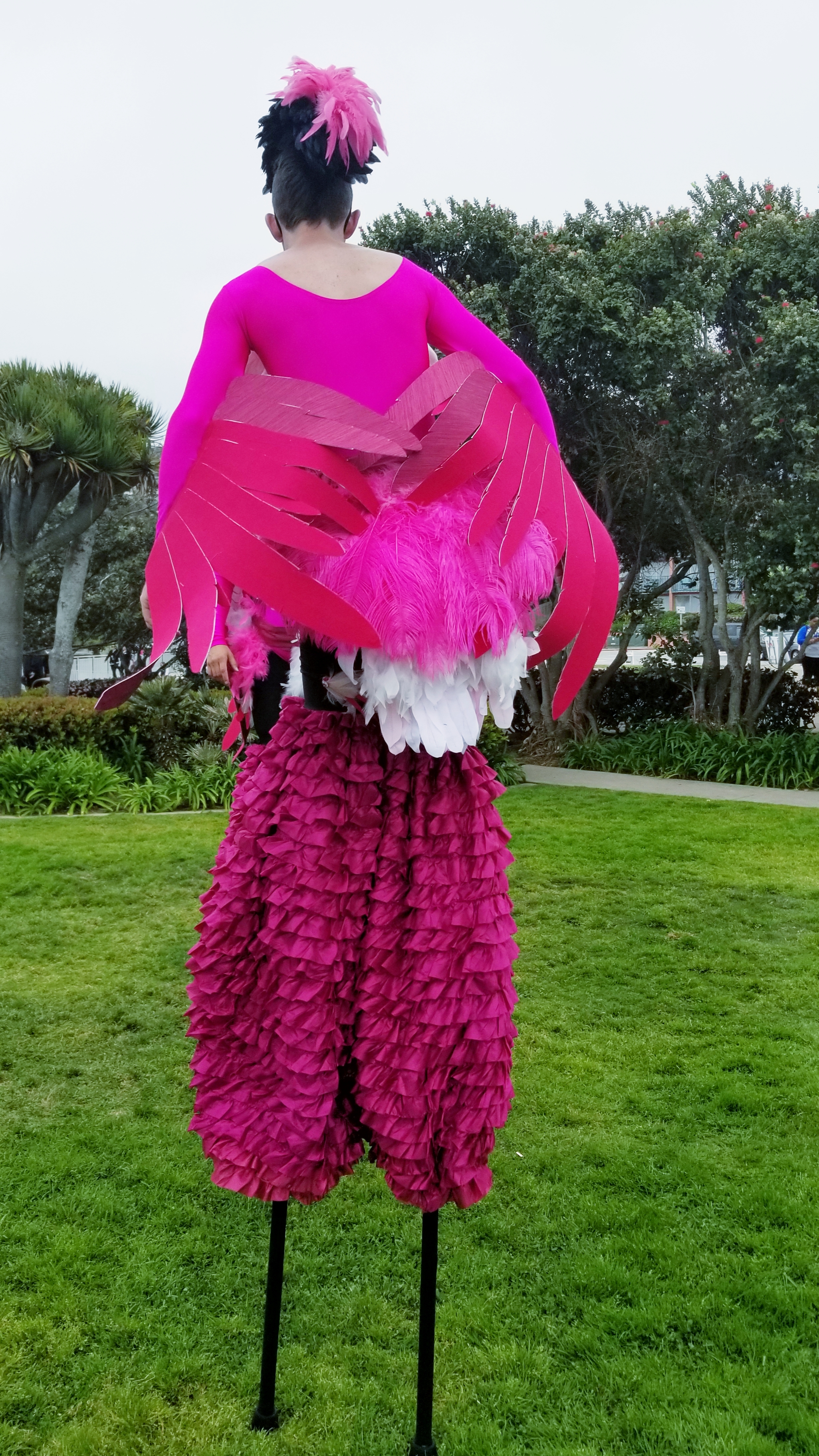 Flamingos