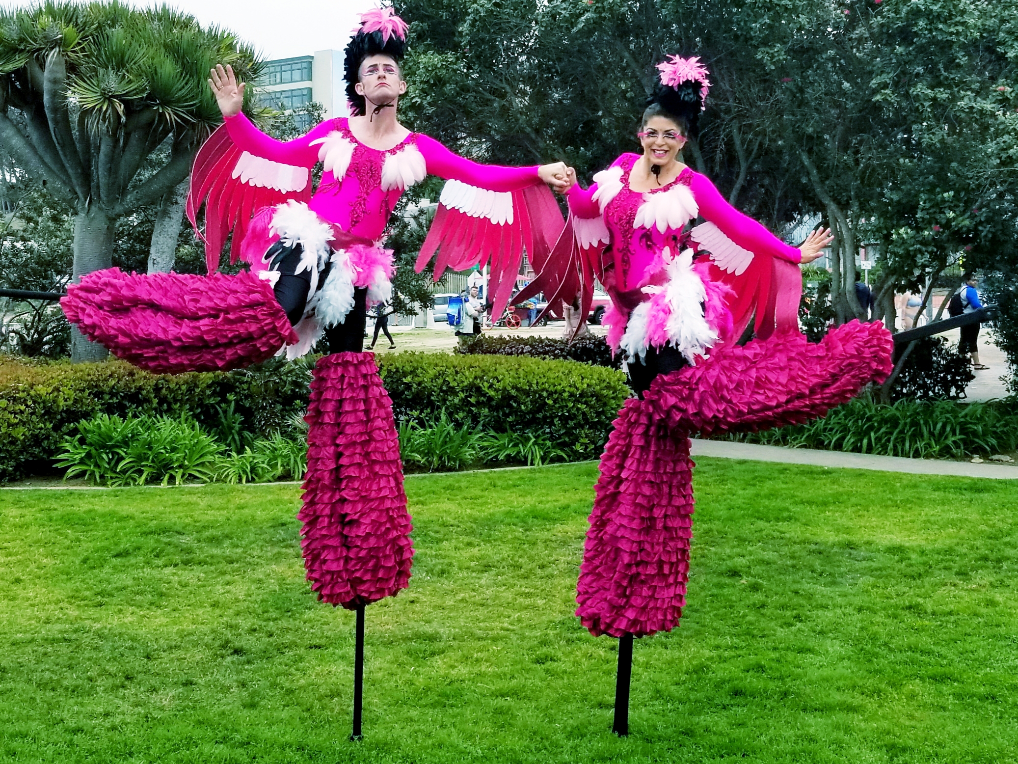 Flamingos