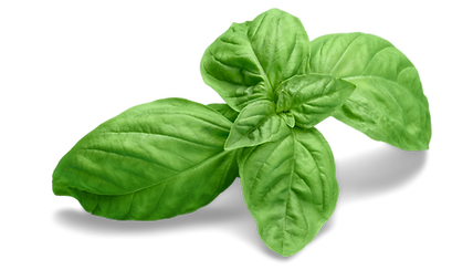 BASIL (1).png