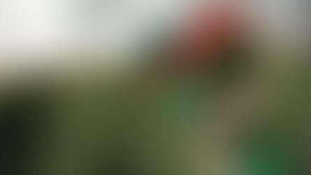 ROSES ET CHOCOLATS : LES SYMBOLES DE LA SAINT-VALENTIN À L'ÉPREUVE DES DROITS HUMAINS