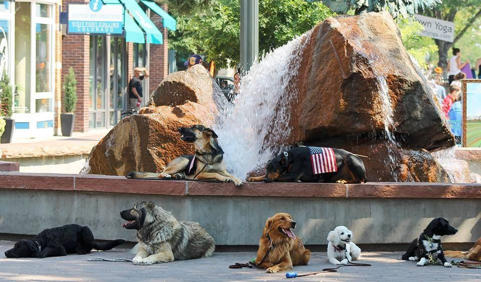 Fort Collins Dog Training Simply Balanced Dog Training