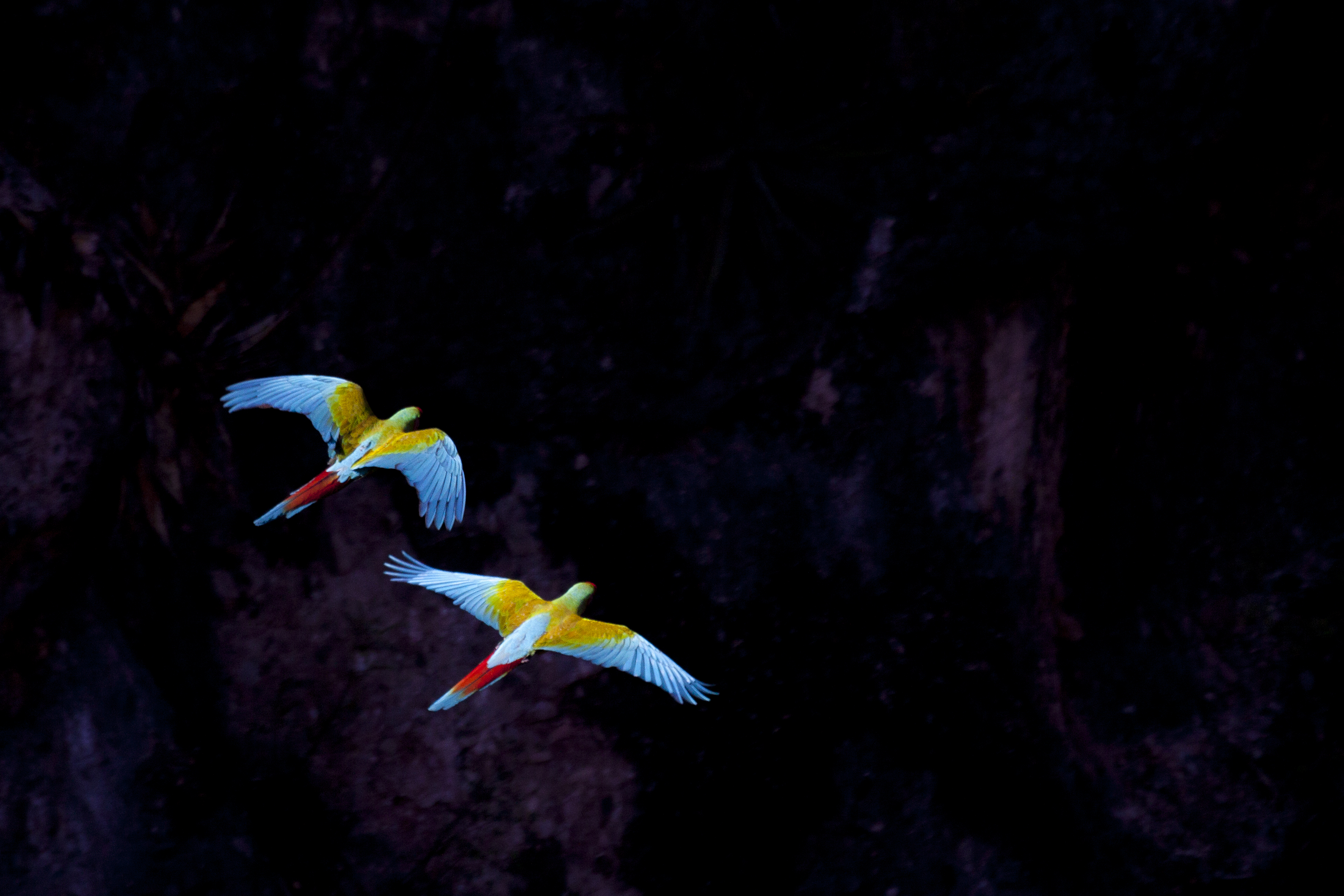 Guacamayas volando en el cañón del Sabino