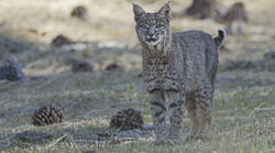 X-Screen Shot 2020-11-09 at 23.36.29