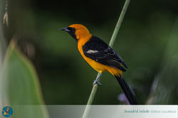 Copy of hooded Oriole
