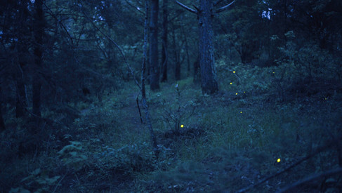 firefly17.jpg
