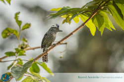 Copy of Barred Antrike