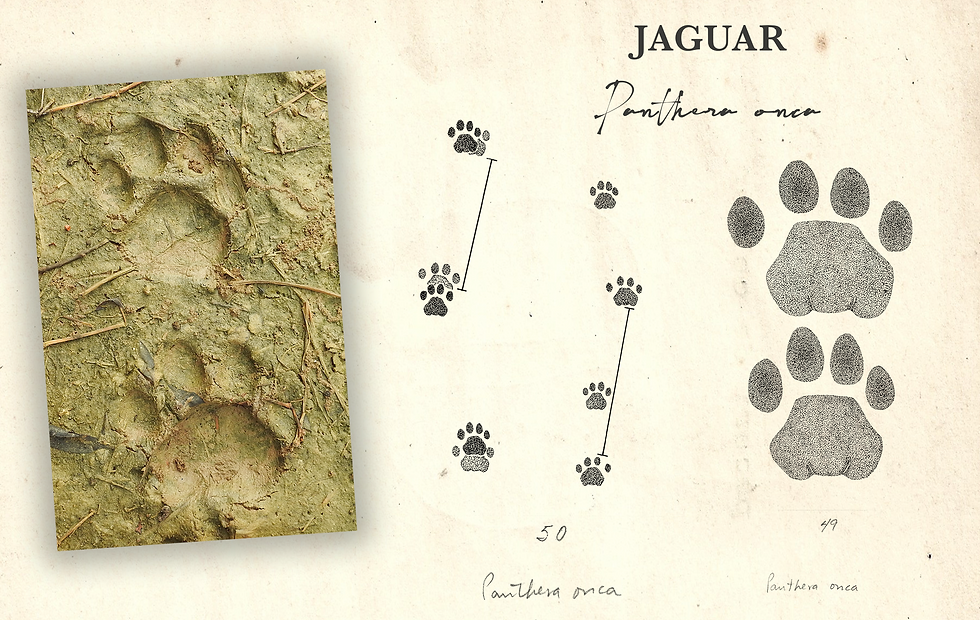 05_JAGUAR_HUELLAS