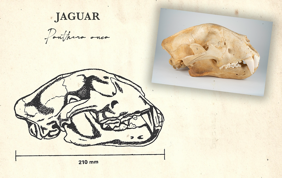 05_JAGUAR_CRANEO