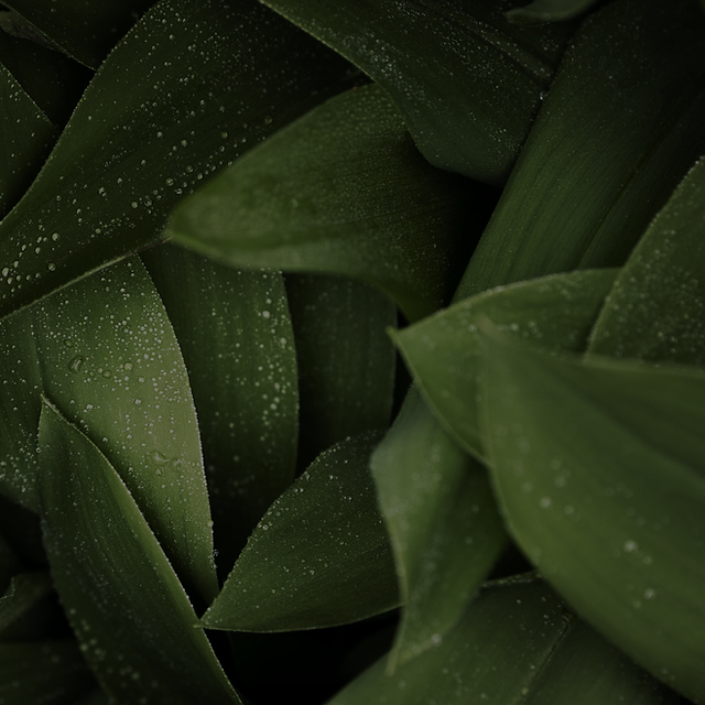 Plantas_Mesa de trabajo 1.png