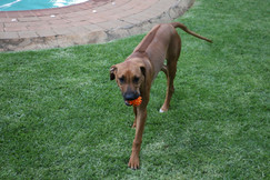 Rhodesian ridgeback dog