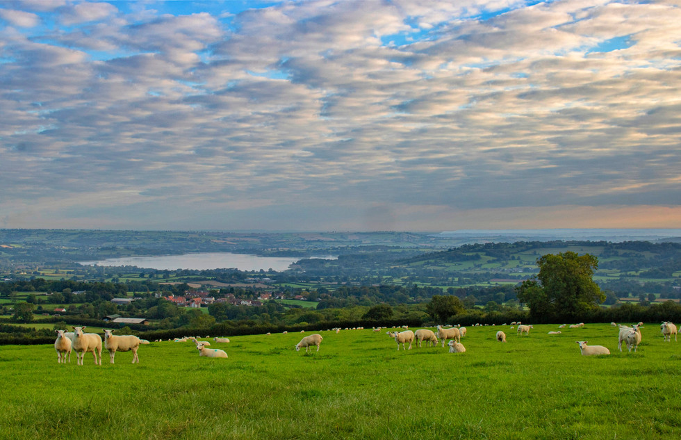 Sheep overlooking Chew Valley Lake