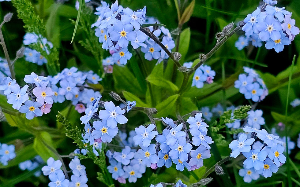 Cluster of delicate blue forget-me-not flowers with yellow centers, surrounded by green foliage, creating a serene and vibrant scene.