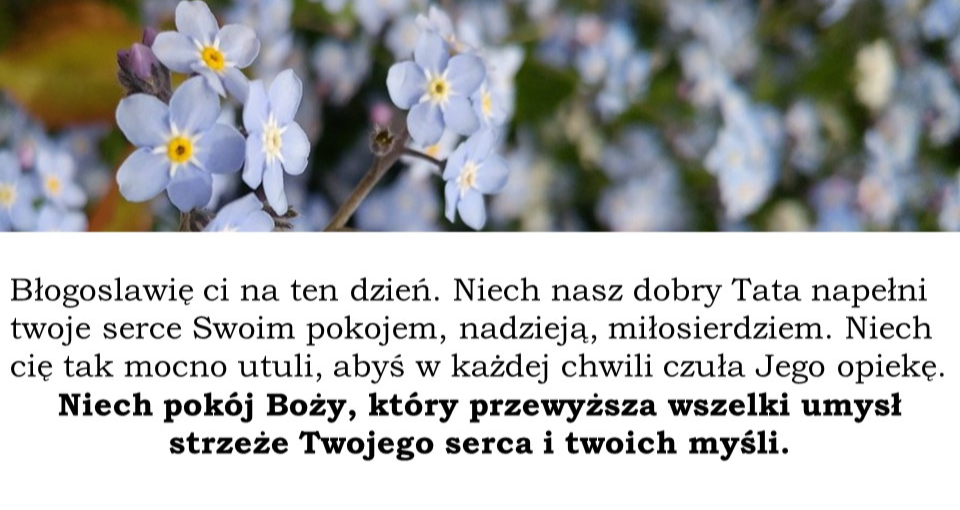 Błękitne niezapominajki na tle zieleni. Modlitwa i blogoslawienstwo.