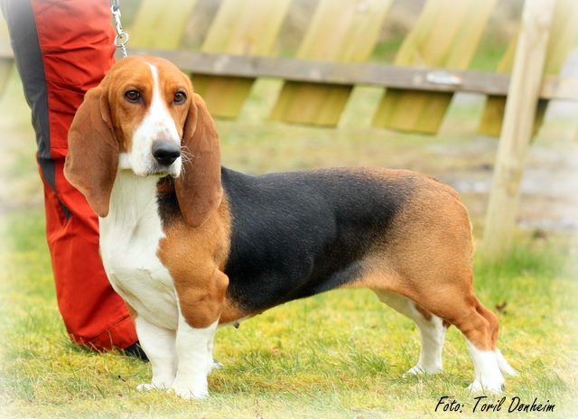 Basset Artesien Normand på trening