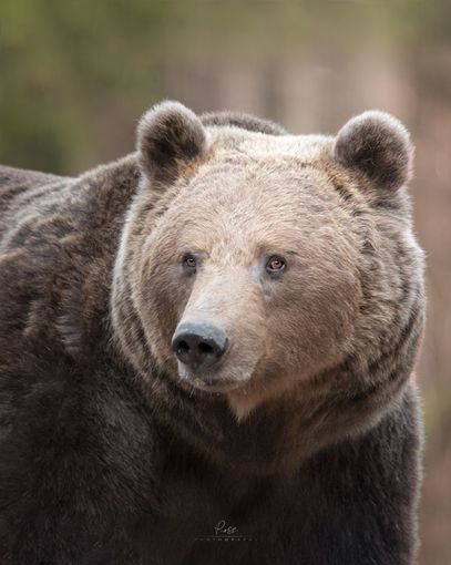 orso.jpg