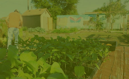 Community Gardens 2.png