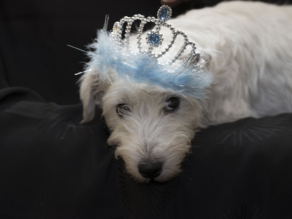 Prinzessin