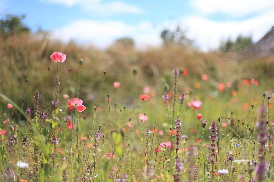 Wildflower meadow.jpg