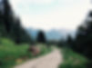 Mountain Forest Trail