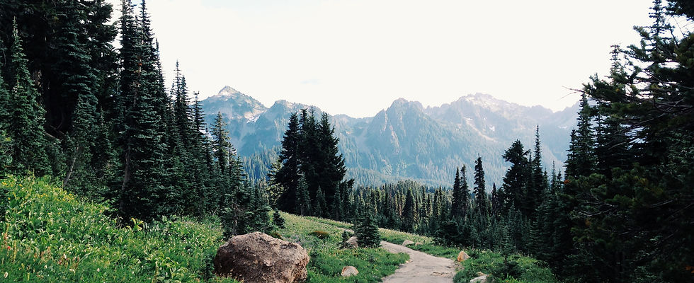 Mountain Forest Trail
