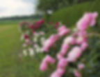 paeonia3