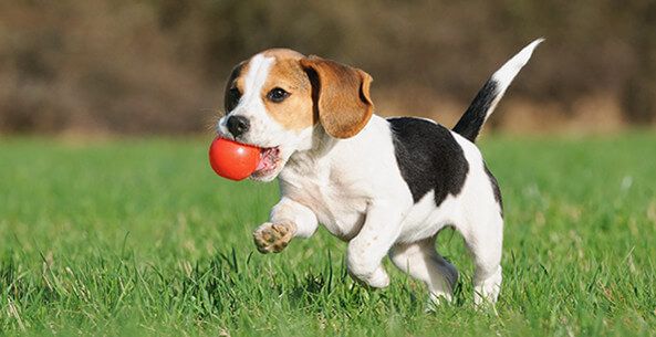 Animal Sterilization and Immunization Services