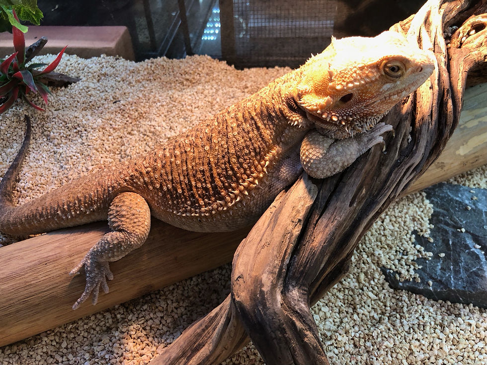 名称：フトアゴヒゲトカゲ（ダナー）