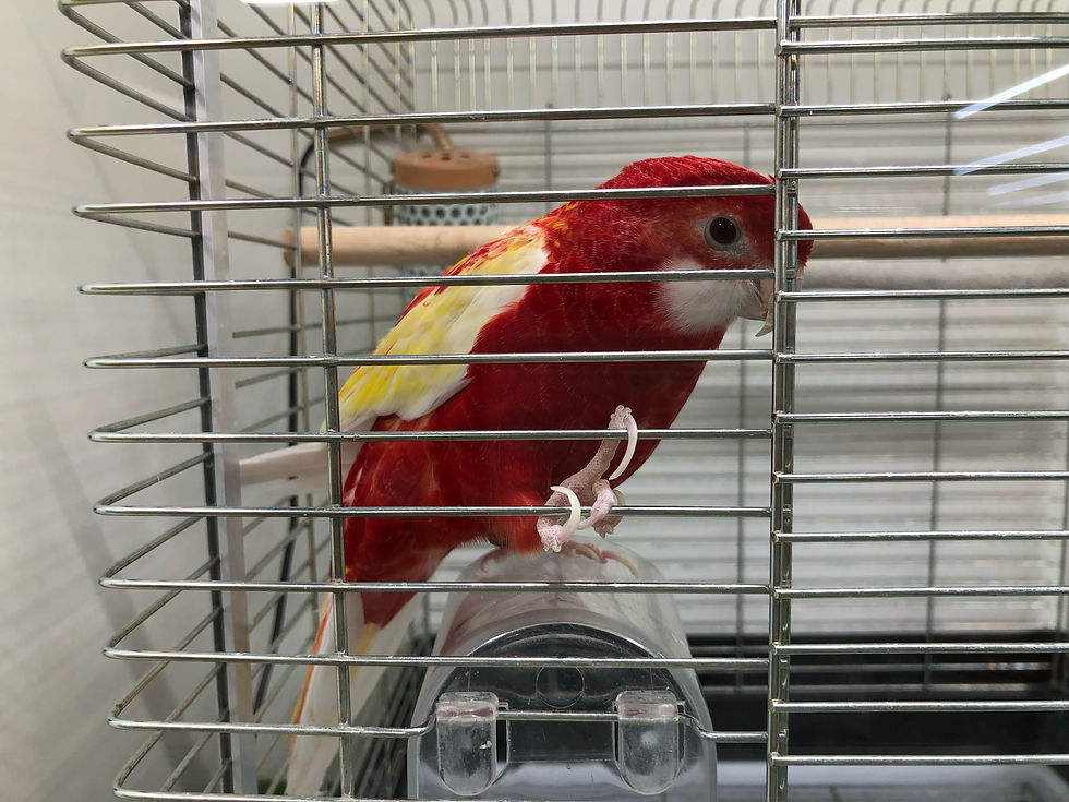 ナナクサインコ（ルビノー）