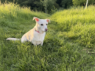 Vertrauen aufbauen: Der Schlüssel zu erfolgreichem Hundetraining
