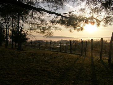 orchard-sunrise.jpg