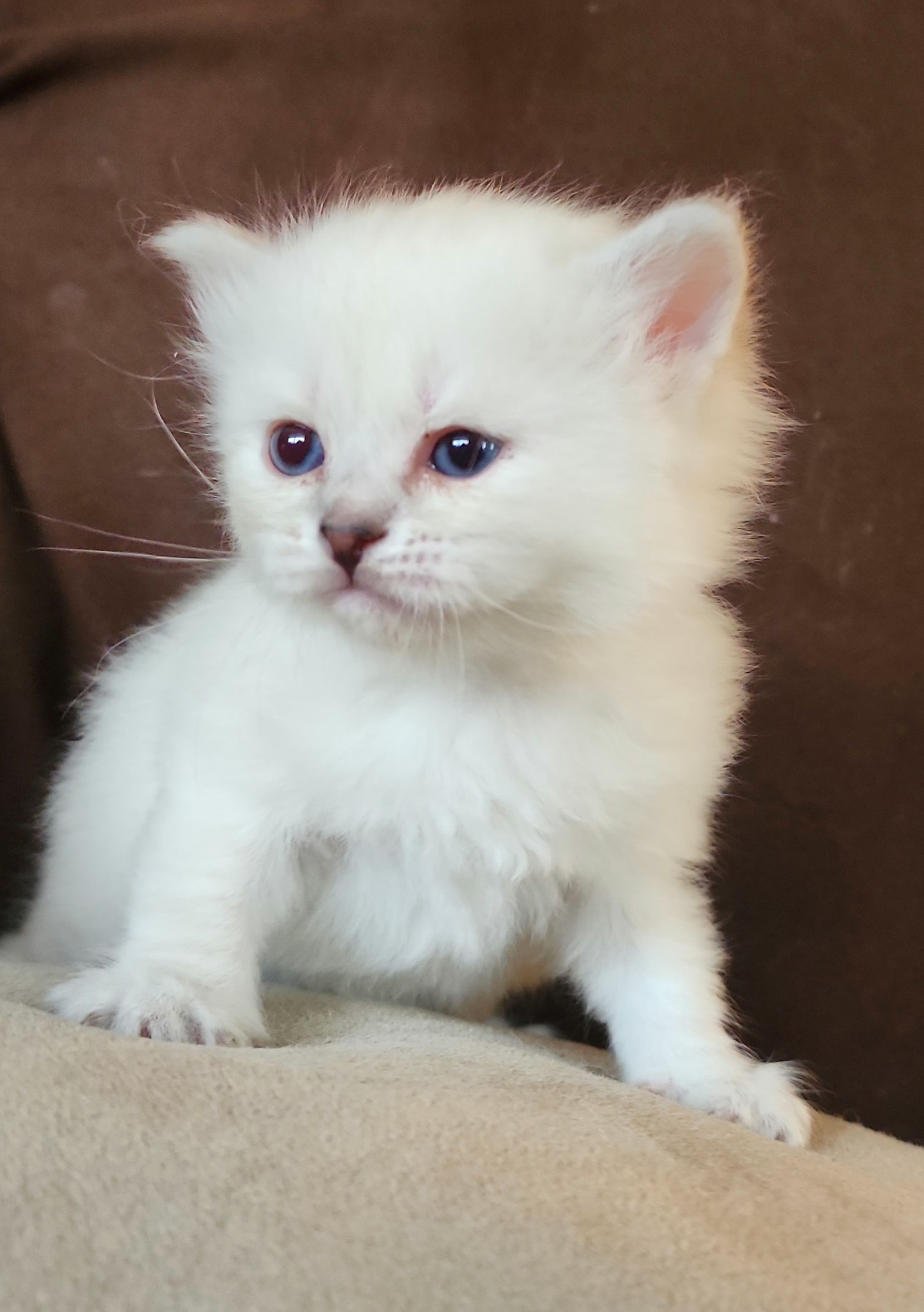 Pavlina - Female (Daniska & Tovarishch)