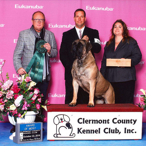 Rogue takes an Award of Merit at the Clermont County Kennel Club